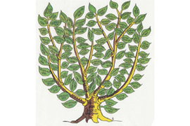 Bild-Lebensbaum